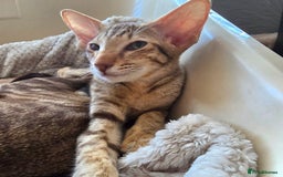 Oriental cats for sale: GCCF Oriental  - Image 4