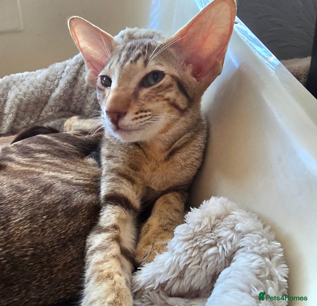 Oriental cats for sale: GCCF Oriental  - Image 4