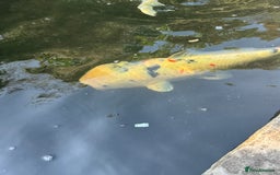 Koi Carp fish for sale: Complete Koi carp set up for sale - Image 21