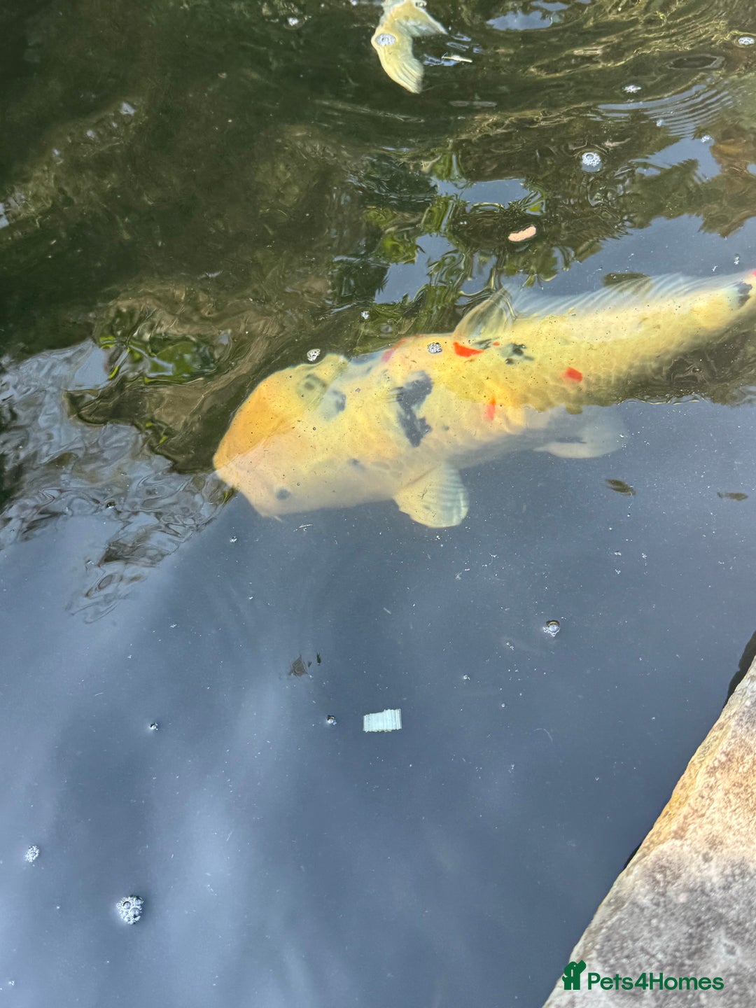 Koi Carp fish for sale: Complete Koi carp set up for sale - Image 21