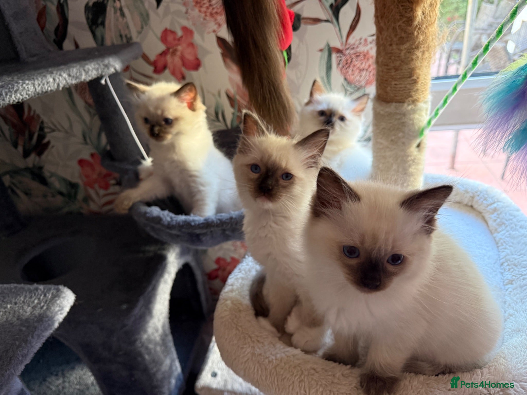 Ragdoll cats Ragdoll - Advert 1