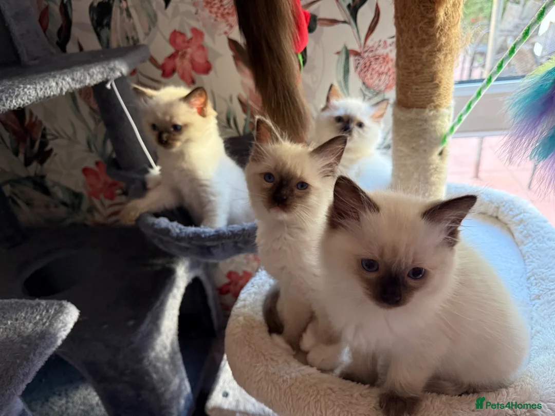 Ragdoll cats for sale: Ragdoll - Advert 1