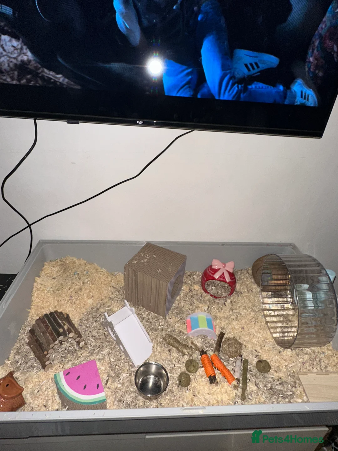 Hamster rodents for sale: Female Syrian hamster with cage - Advert 3