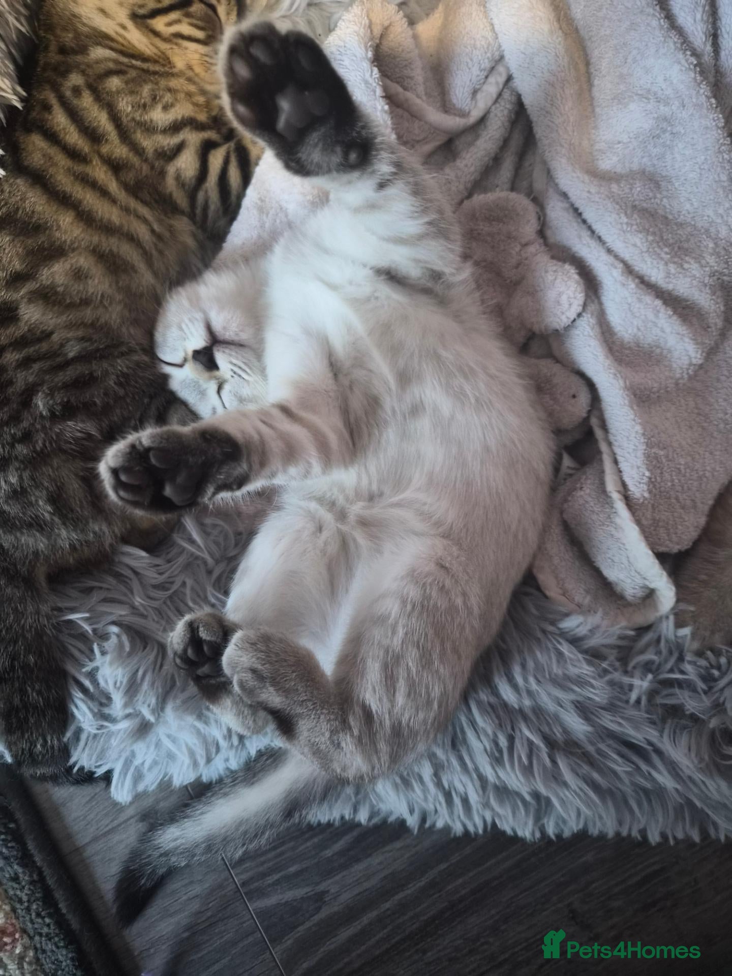 Scottish Fold cats SNOW SCOTTISH FOLD ready now - Advert 4