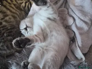 Scottish Fold cats SNOW SCOTTISH FOLD ready now - Advert 4