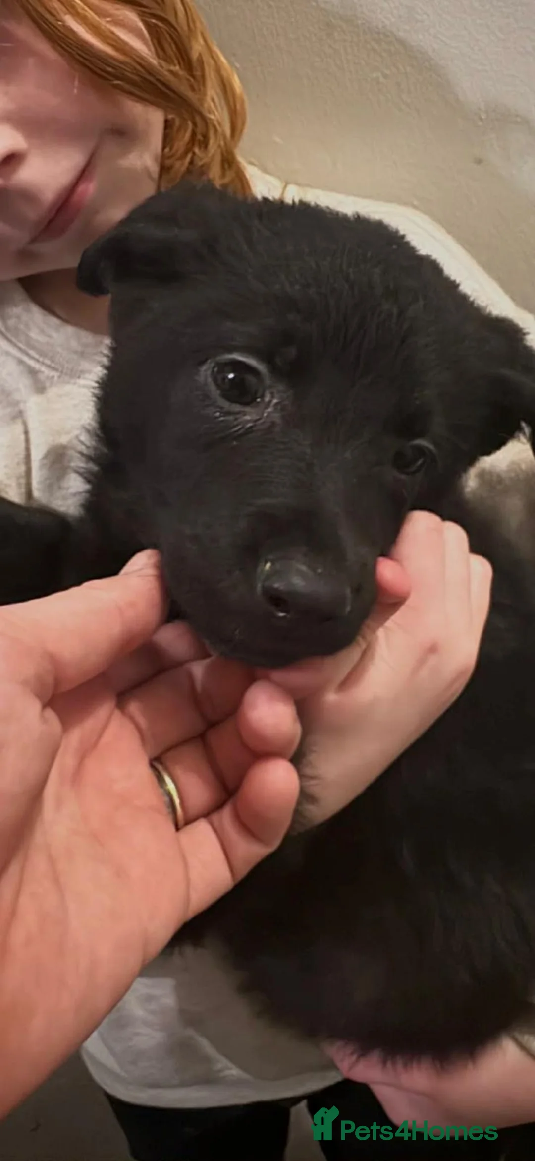 German Shepherd dogs for sale: Gorgeous puppies  - Advert 2