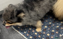 Pomeranian dogs for stud: 🎃EXPERIENCED👑KING ZIGGY & PRINCE COCO🏆STUD Boys in Bedford - Image 23