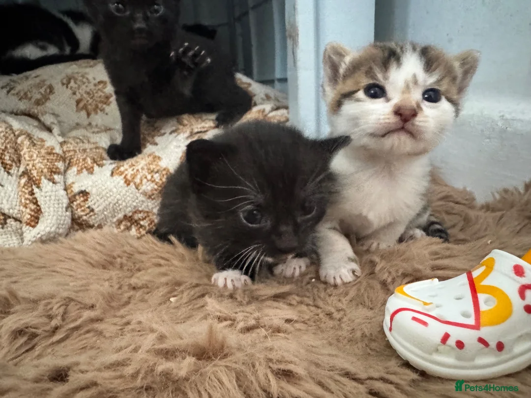 Mixed Breed cats for sale: Kittens mixed breed - Advert 2