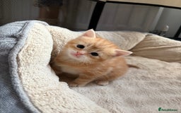 Mixed Breed cats for sale: Adorable fluffy ginger kittens  - Image 8
