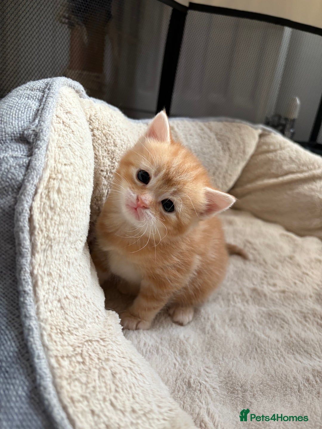 Mixed Breed cats for sale: Adorable fluffy ginger kittens  - Image 8