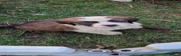 Saint Bernard dogs for sale: Beautiful saint Bernard puppies - Advert 20