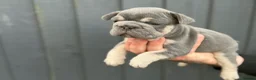 Frug dogs for sale: 4 beautiful frug puppies -  3/4 frenchie.  - Advert 15