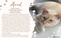 Siamese cats for sale: Ariel - Rescue Siamese - Image 28