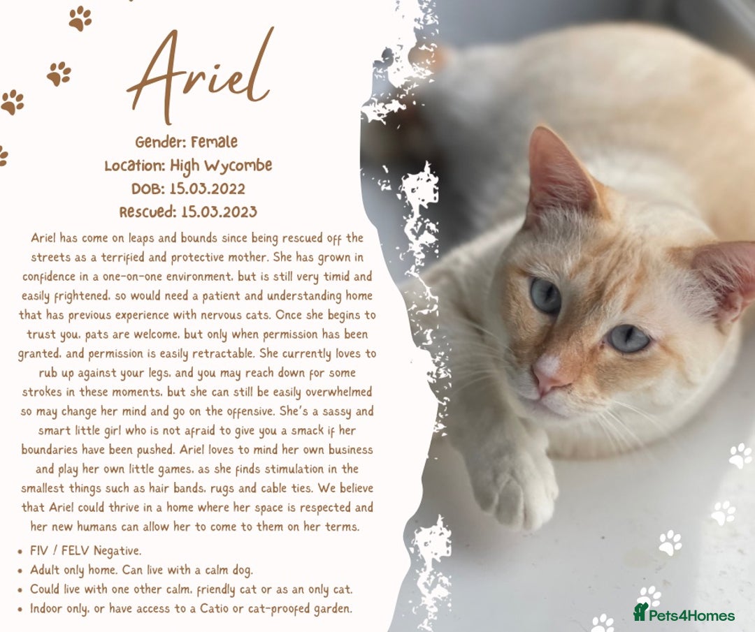 Siamese cats for sale: Ariel - Rescue Siamese - Image 28