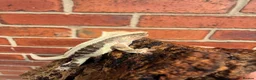 Gecko reptiles for sale: Crested Geckos  - Advert 22