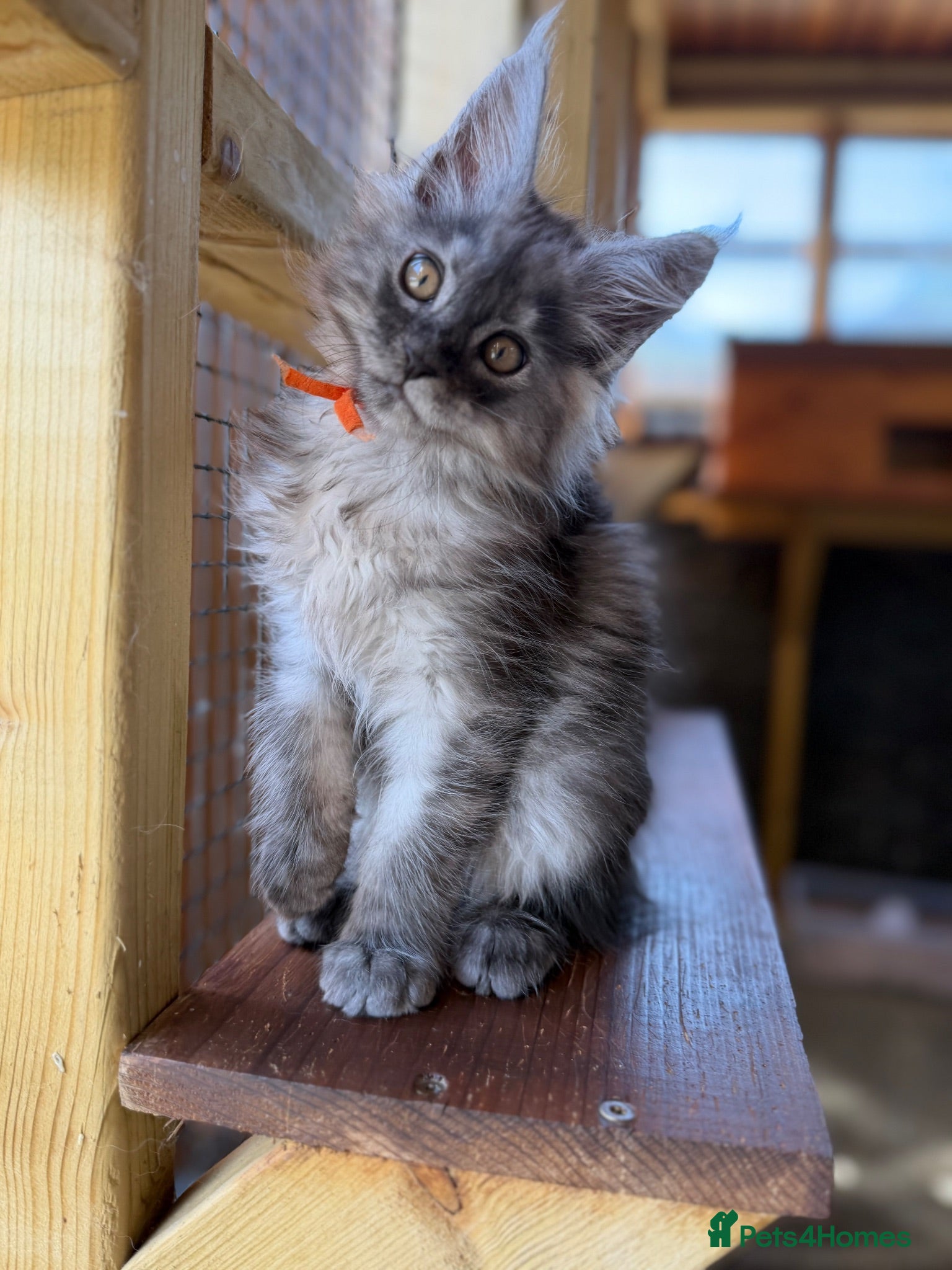 Maine Coon cats GCCF reg High smoke Maine coon kittens/shaded line - Advert 2