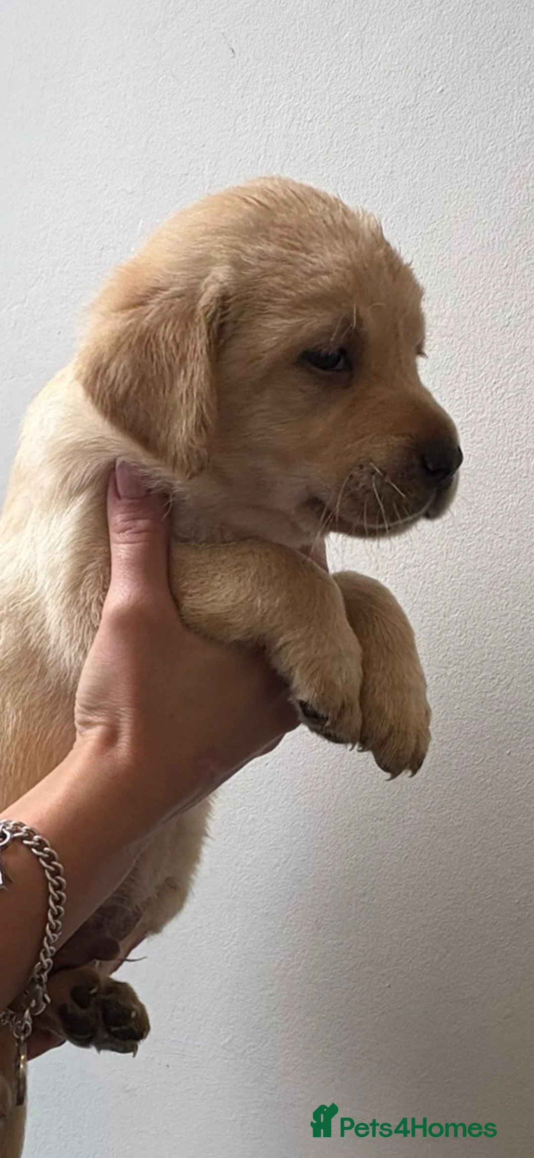 Labrador Retriever dogs for sale: Labrador pups - Advert 11