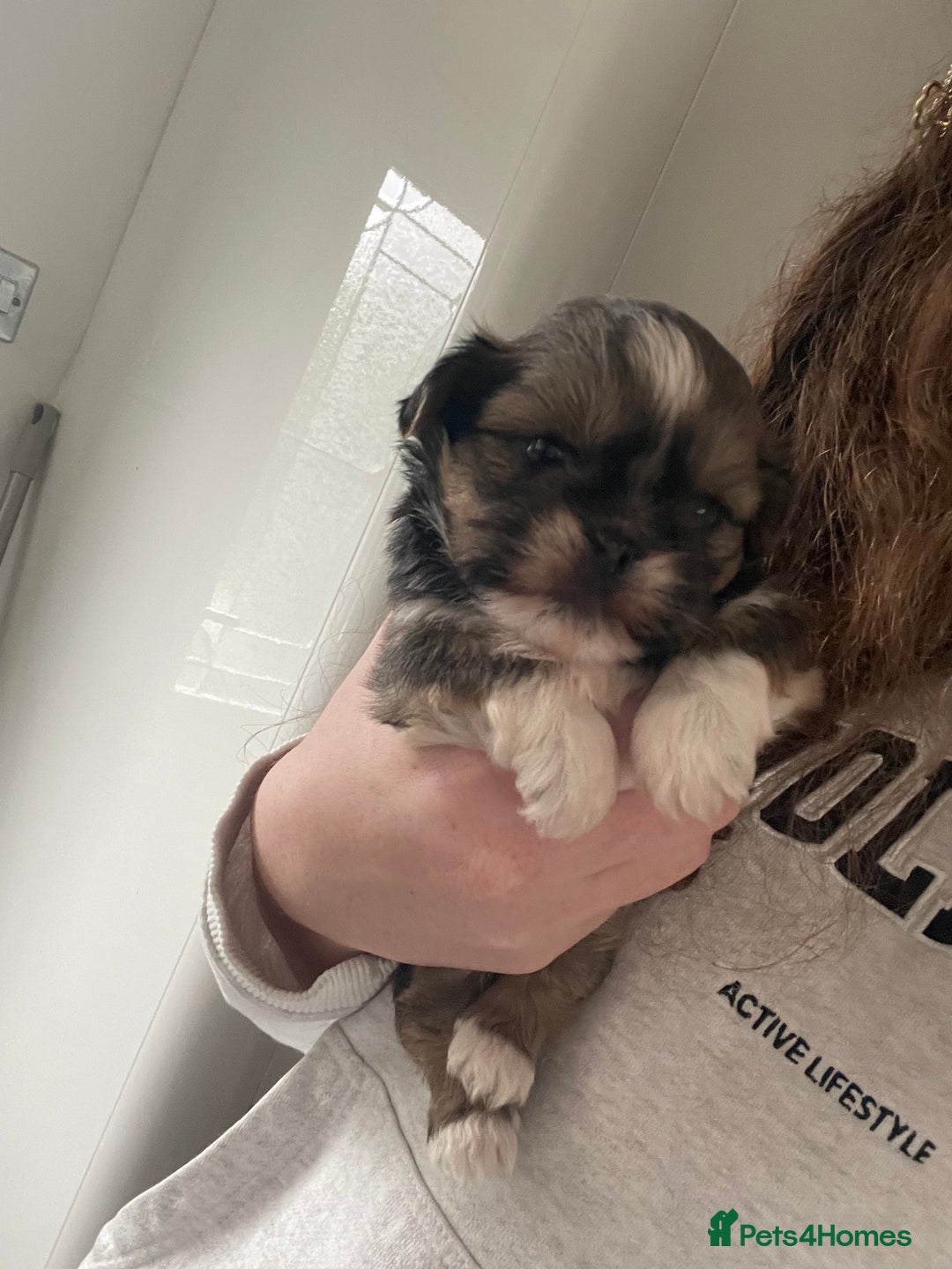 Lhasa Apso dogs for sale: 🩷💙2 lovely Lhasa apso puppies  - Advert 8