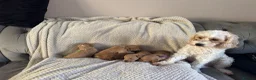 Cavapoo dogs for sale: Fully health checked, family raised Cavapoos - Advert 20