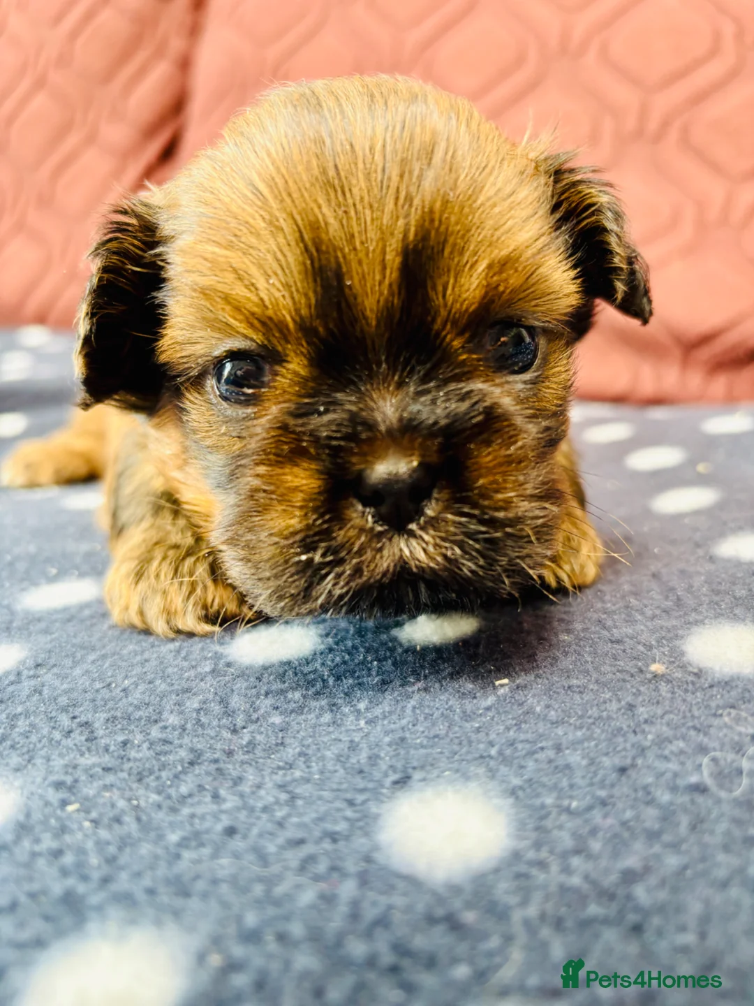 Shih Tzu dogs for sale: Adorable KC Reg boy and girl puppies - Advert 18