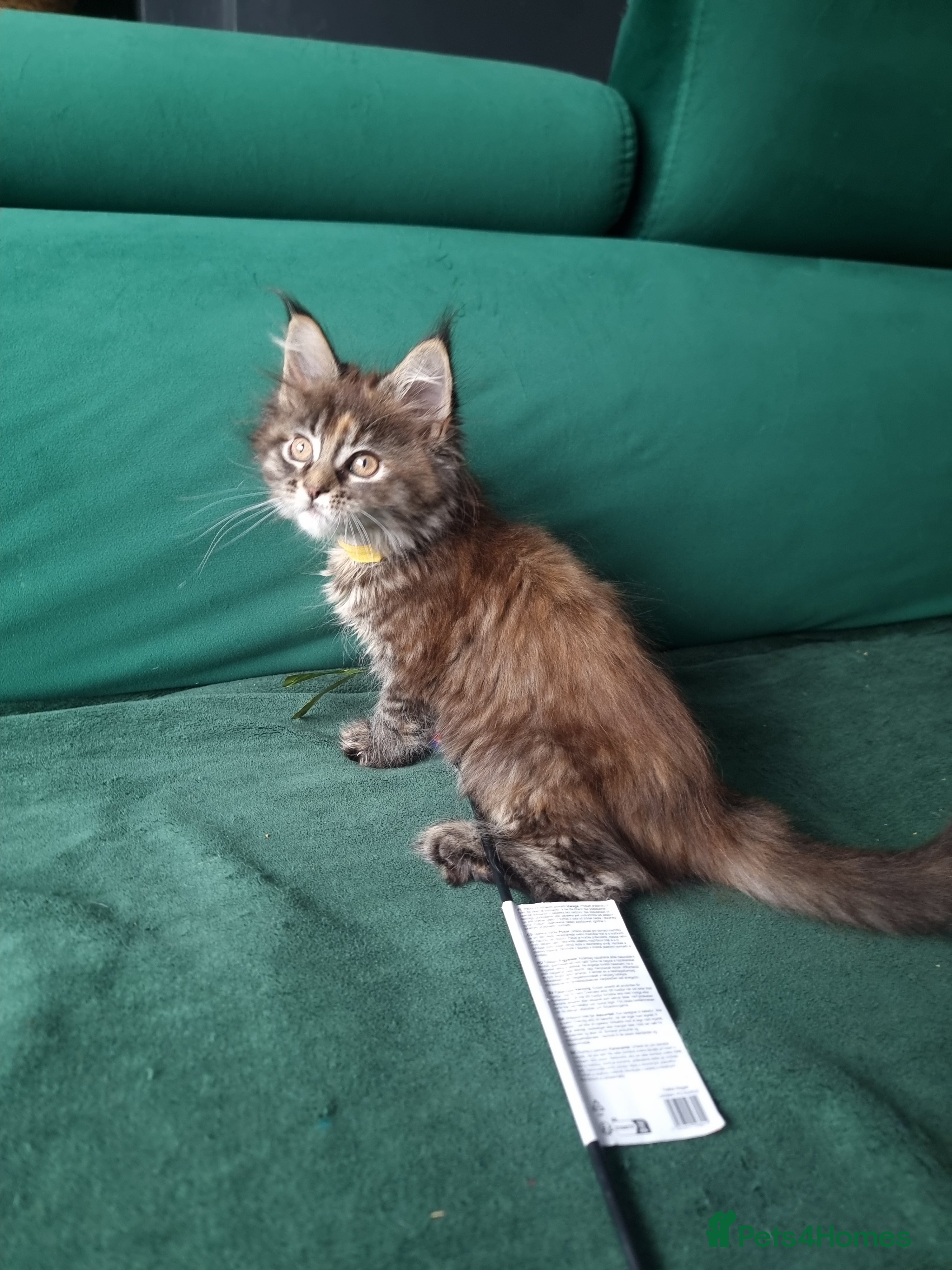 Maine Coon cats TICA REG. MAINE COON KITTENS  - Advert 2