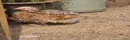 Chickens poultry for sale: Pekin Bantam pullets - Advert 7