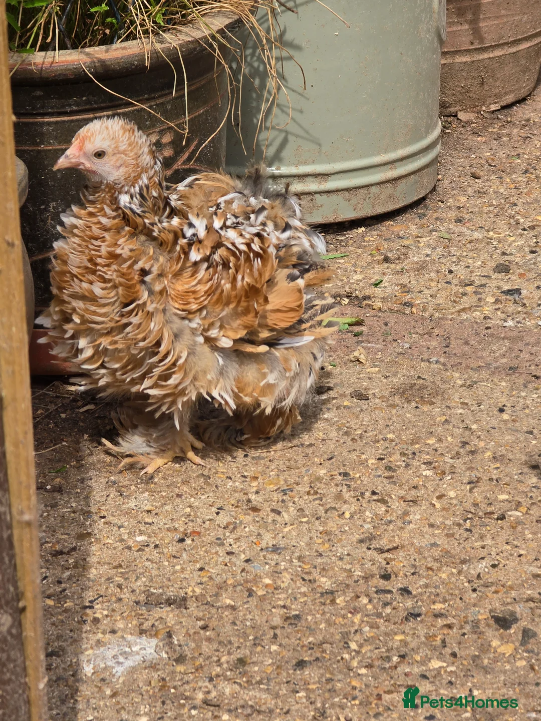 Chickens poultry for sale: Pekin Bantam pullets - Advert 7