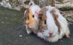 Guinea Pig rodents for sale: Pair of female sheltie Guinea pigs  - Advert 6