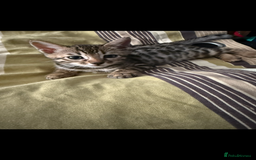 Bengal cats for sale: BENGAL KITTENS FOR SALE - Image 14