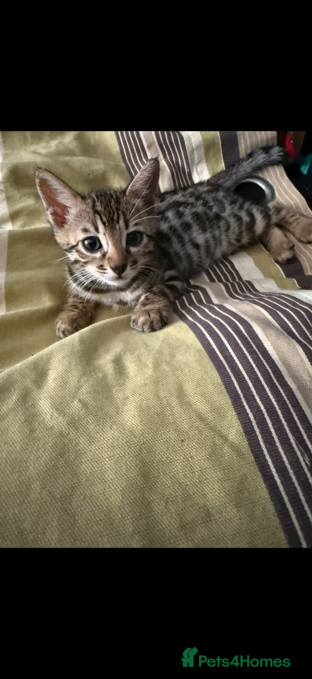 Bengal cats for sale: BENGAL KITTENS FOR SALE - Image 14