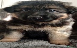 German Shepherd dogs for sale: Long haired German shepherds  - Image 6