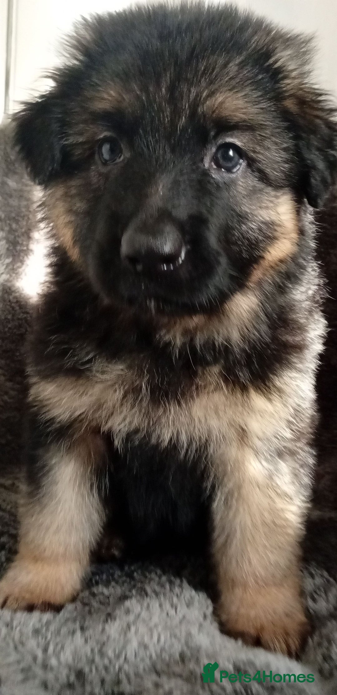 German Shepherd dogs for sale: Long haired German shepherds  - Image 6