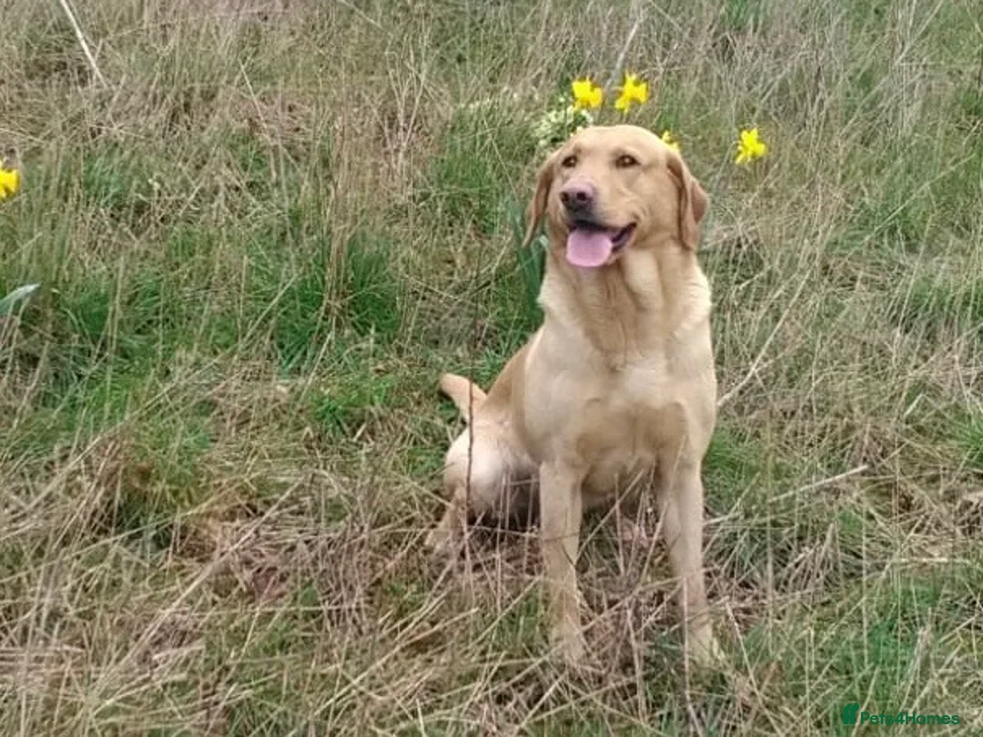 Labrador Retriever dogs for sale: Labrador Puppies  - Advert 13