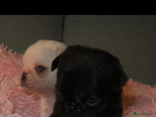 Pug dogs Black female pug puppy and white male pug puppy - Advert 8