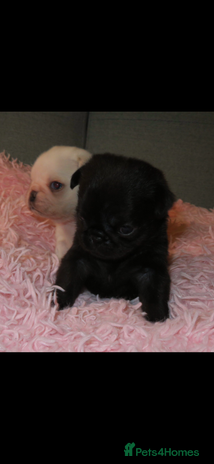 Pug dogs Black female pug puppy and white male pug puppy - Advert 2
