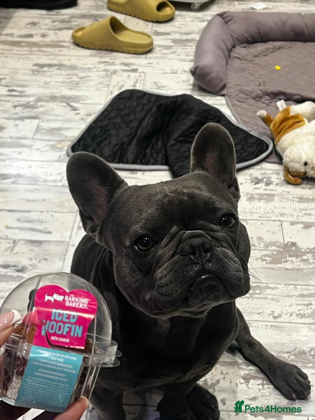 French Bulldog dogs for sale: Rehoming Beautiful Male French Bulldog - 2.5 y.o in Watford - Advert 2