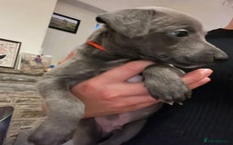 Whippet dogs for sale: Stunning Blue Whippet, white flecks  - Image 15