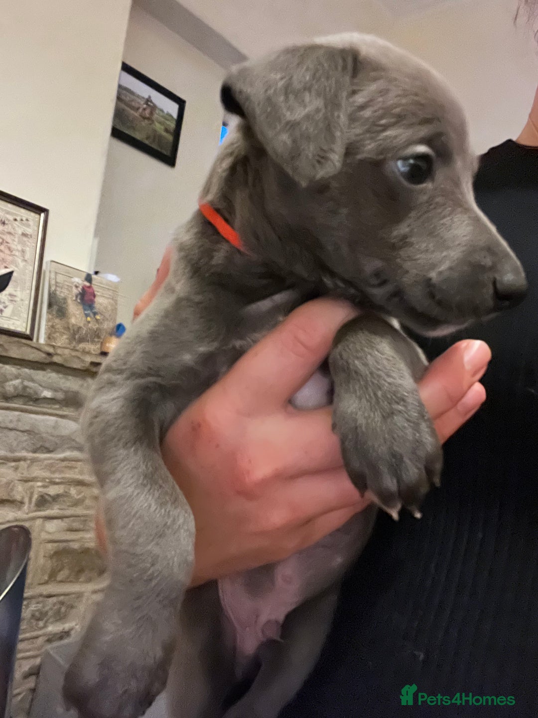 Whippet dogs for sale: Stunning Blue Whippet, white flecks  - Image 15