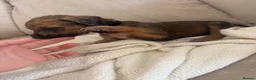 Mixed Breed dogs for sale: Bull hound puppies in London - Advert 14
