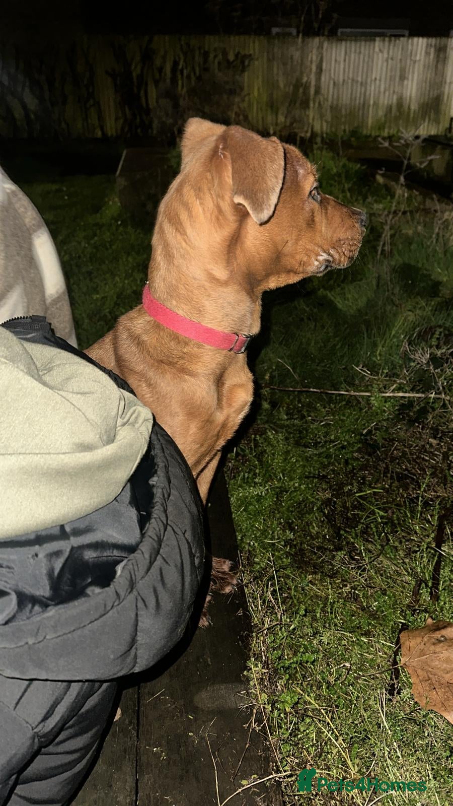 Mixed Breed dogs Meet Luna - Advert 1