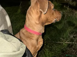 Mixed Breed dogs Meet Luna - Advert 1