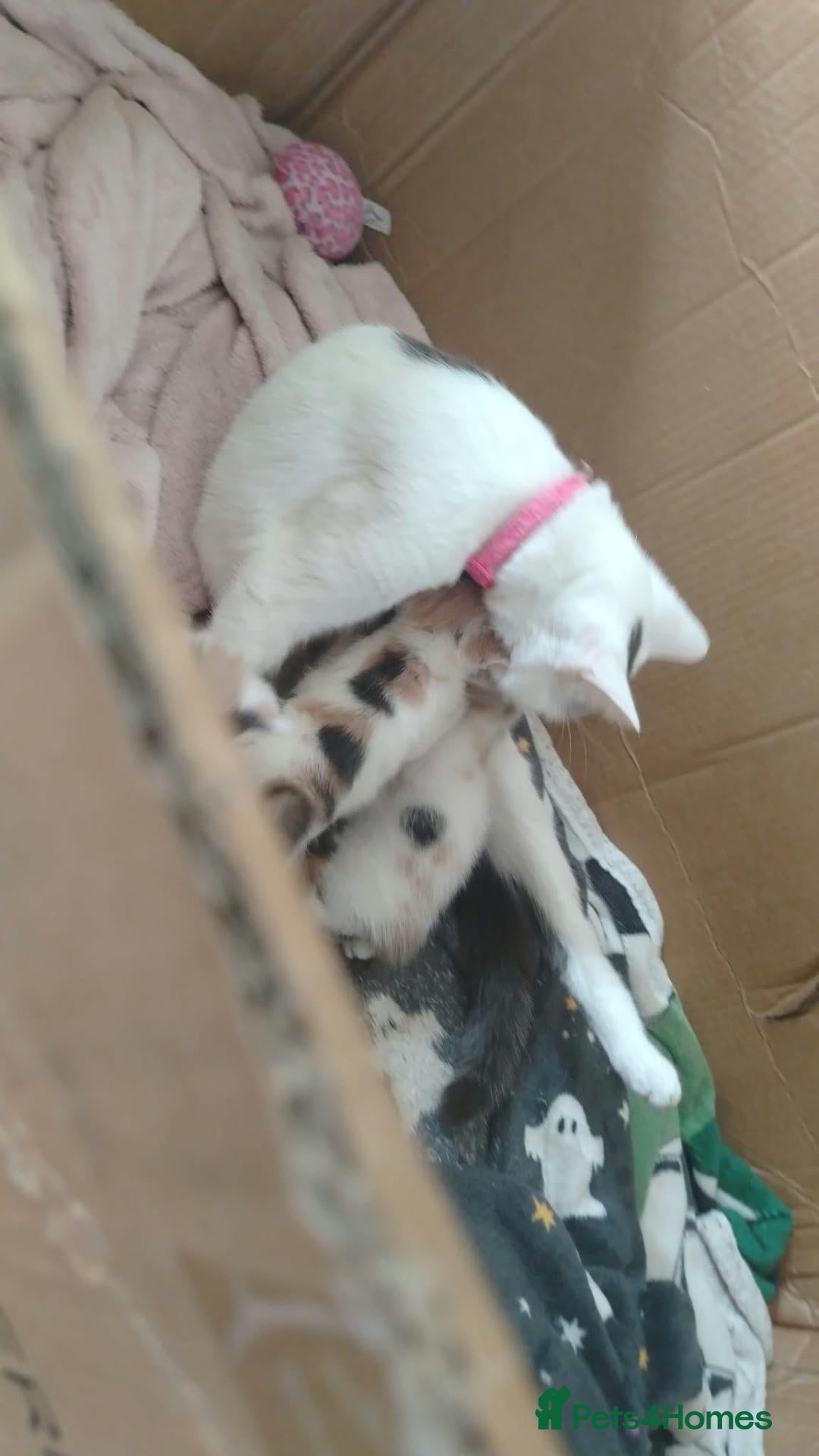 Mixed Breed cats 4 male calicos - Advert 1