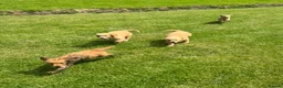 Mini Goldendoodle dogs for sale:   Like owning a miniature fluffy Golden Retriever - Advert 38