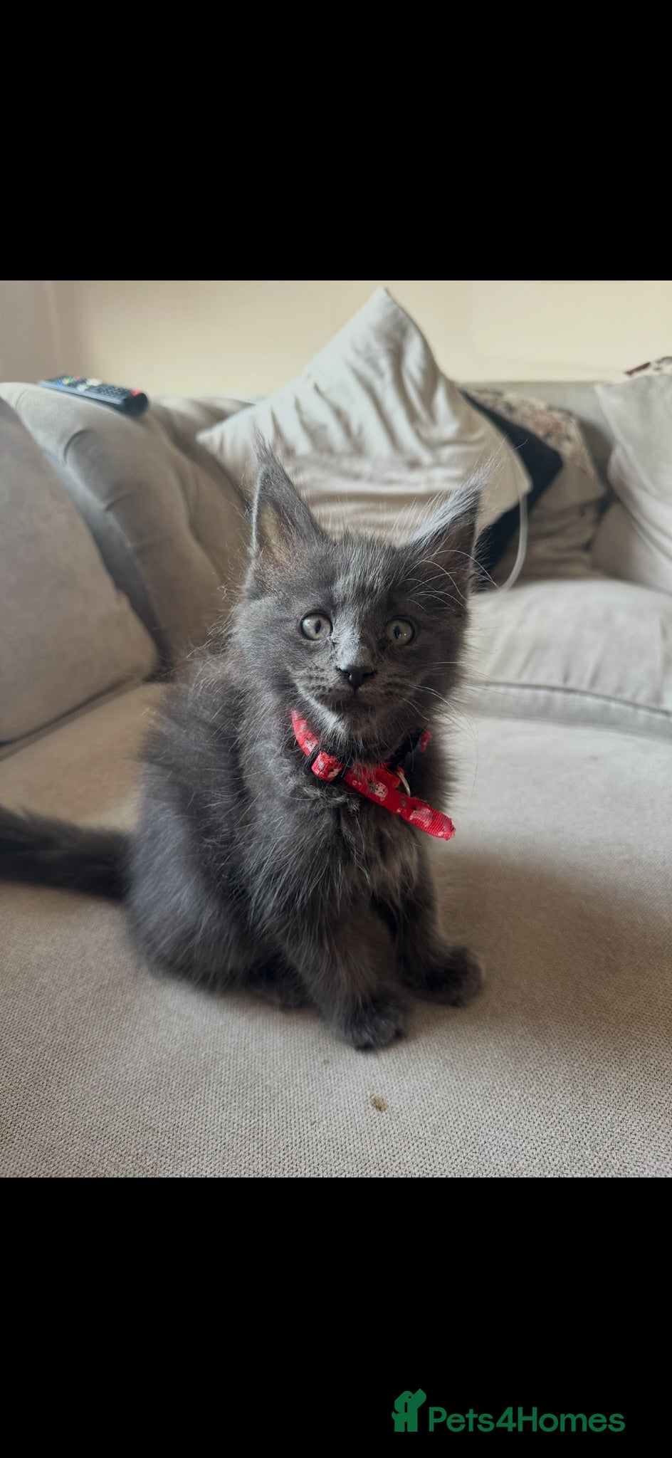 Maine Coon cats chunky tica Maine coons (active/pet)  - Advert 10