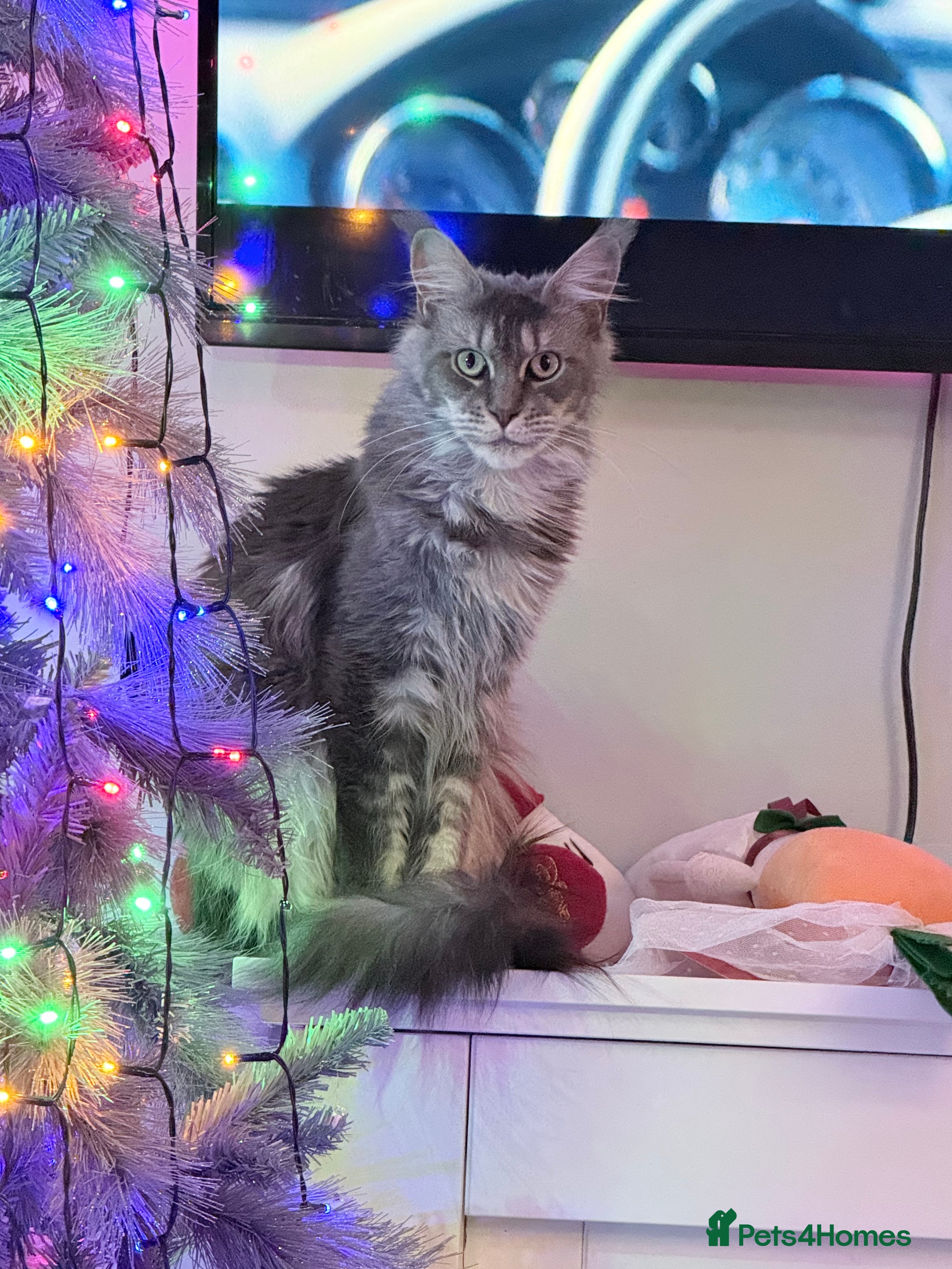 Maine Coon cats TICA proven active Maine coons  - Advert 2