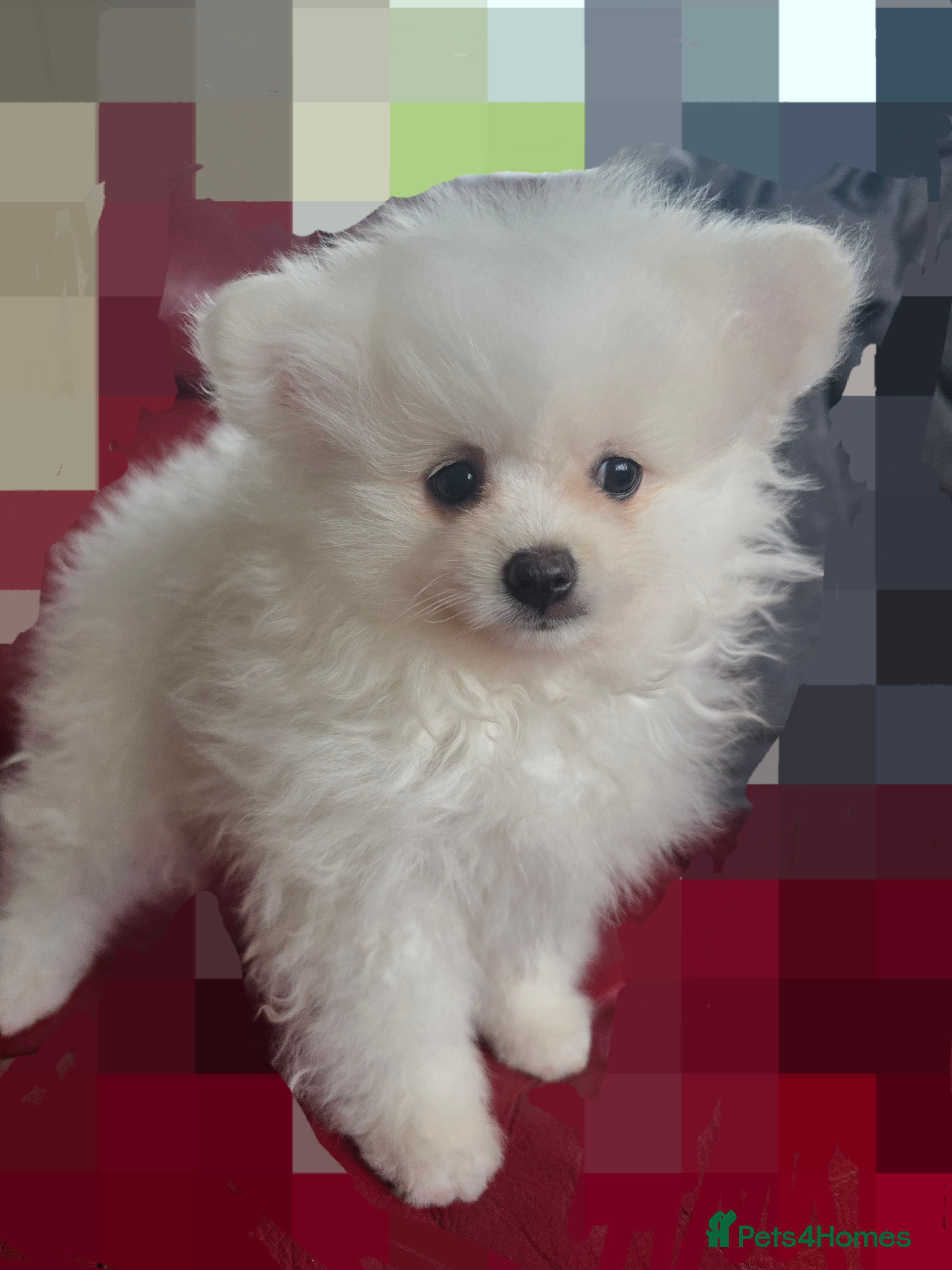 Pomeranian dogs for sale: Pedigree Teddy Face Pomeranian Male Pups - Advert 4