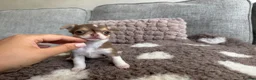 Chihuahua dogs for sale: 🐶Tiny exquisite RARE blue, Lilac & Chocolate Tri  - Advert 16