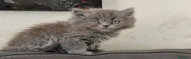 British Shorthair 2