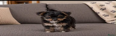 Mixed Breed 4