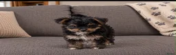 Mixed Breed dogs for sale: 4 adorable puppies  in Neath - Advert 4